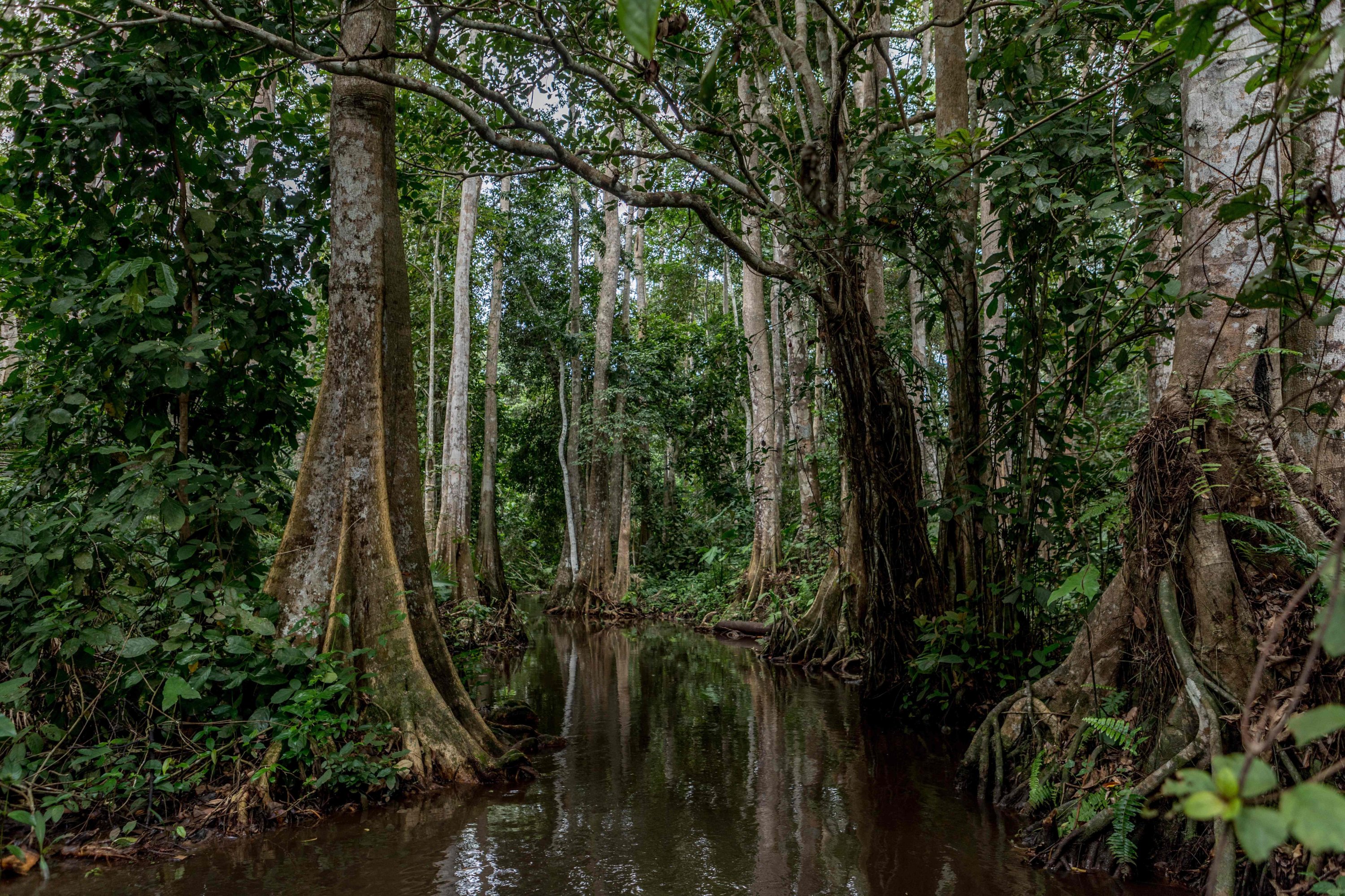 Rare swamp forest in Benin 'at risk of disappearing,' experts warn | Daily  Sabah