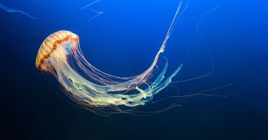 Researchers in Europe now want to help beachgoers with an app that predicts jellyfish movements. (Shutterstock Photo) 