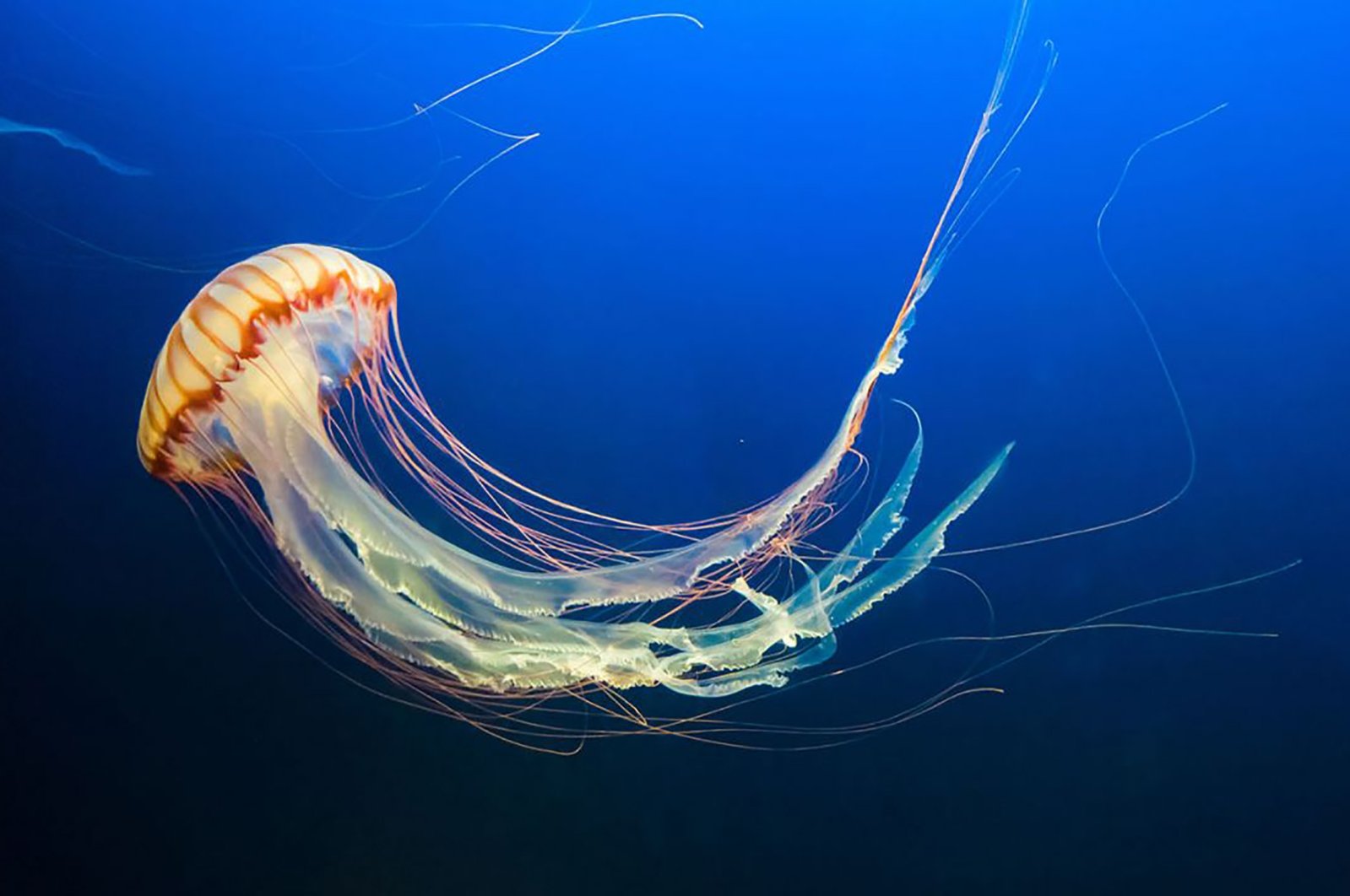Researchers in Europe now want to help beachgoers with an app that predicts jellyfish movements. (Shutterstock Photo) 