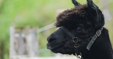 Geronimo the alpaca at Shepherds Close Farm in Wooton Under Edge, England, Wednesday, Aug. 25, 2021. (AP Photo)