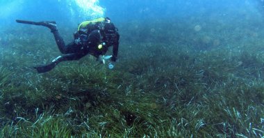 A diver swims over posidonia oceanica meadows in the Mediterranean Sea near Cannes, France, May 20, 2019. (AFP File Photo)