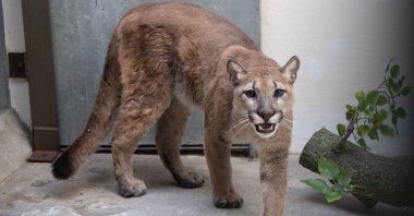 A cougar removed from a local apartment is seen in the Bronx Zoo in New York City, New York, U.S., Aug. 31, 2021.  (AFP PHOTO / Julie Larsen MAHER/ Bronx Zoo)