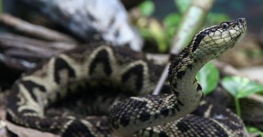 A jararacussu snake, whose venom is used in a study against the coronavirus disease, is seen at Butantan Institute in Sao Paulo, Brazil, Aug. 27, 2021. (Reuters Photo)