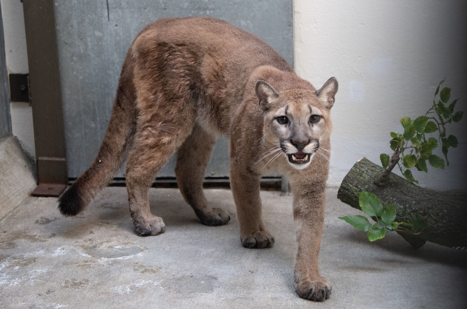 A cougar removed from a local apartment is seen in the Bronx Zoo in New York City, New York, U.S., Aug. 31, 2021.  (AFP PHOTO / Julie Larsen MAHER/ Bronx Zoo)