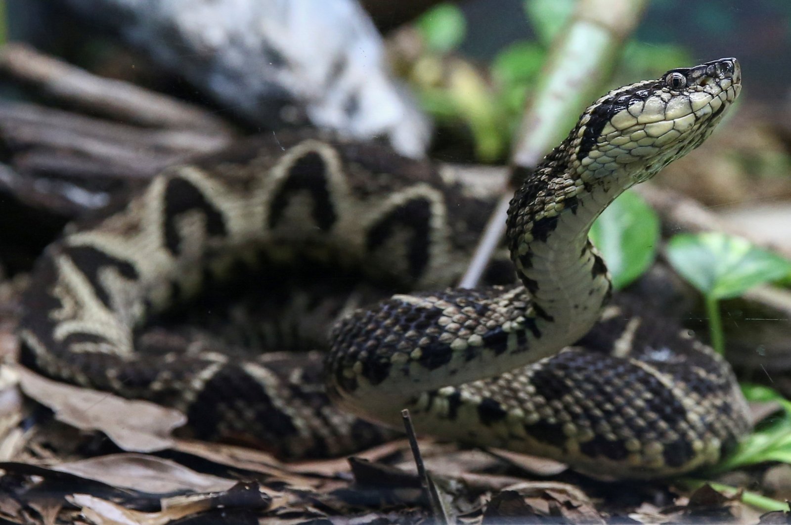 A jararacussu snake, whose venom is used in a study against the coronavirus disease, is seen at Butantan Institute in Sao Paulo, Brazil, Aug. 27, 2021. (Reuters Photo)