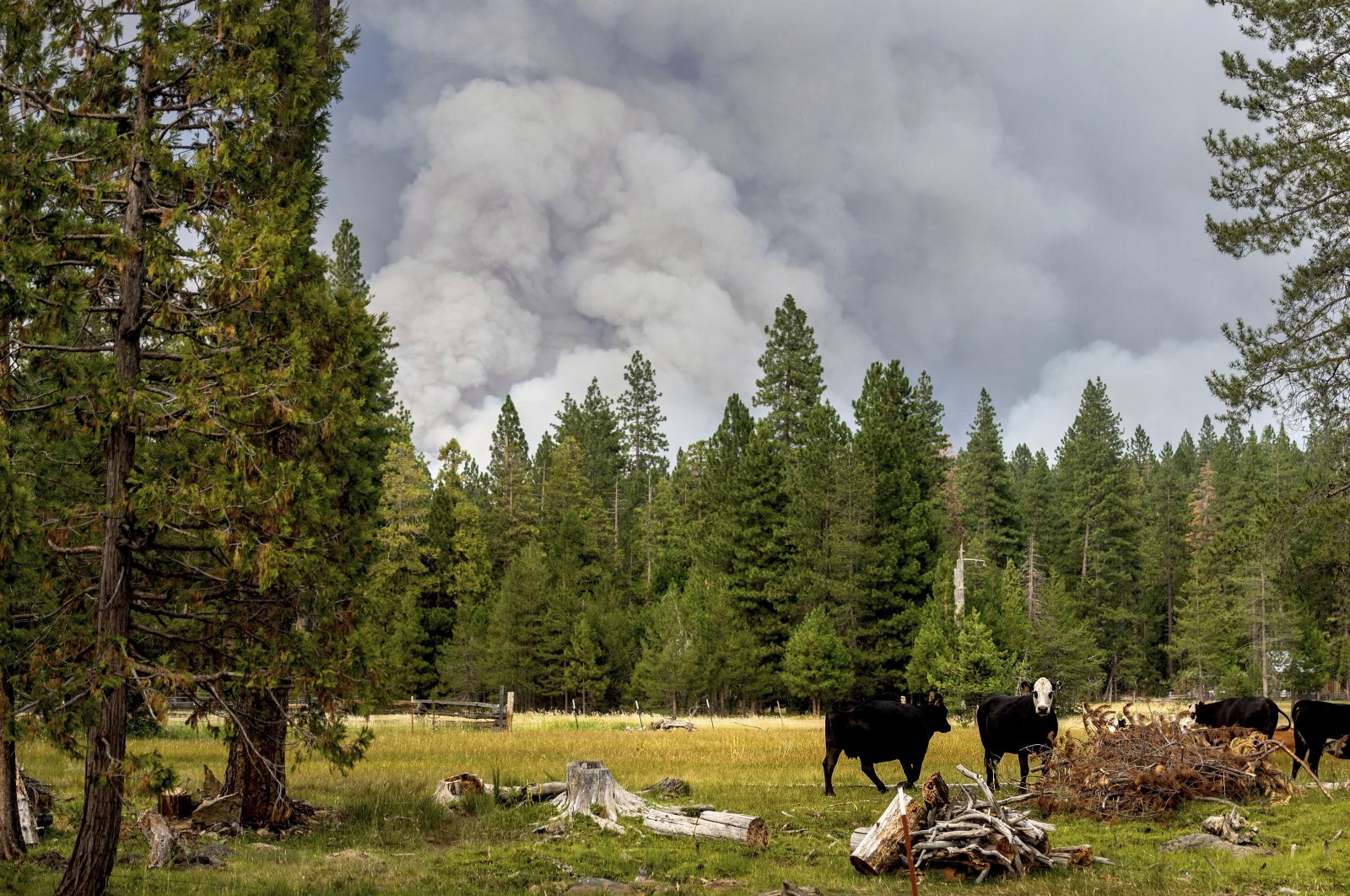 Cows graze as smoke rises from the Dixie Fire burning in Lassen National Forest, near Jonesville, California, U.S., July 26, 2021. (AP Photo)