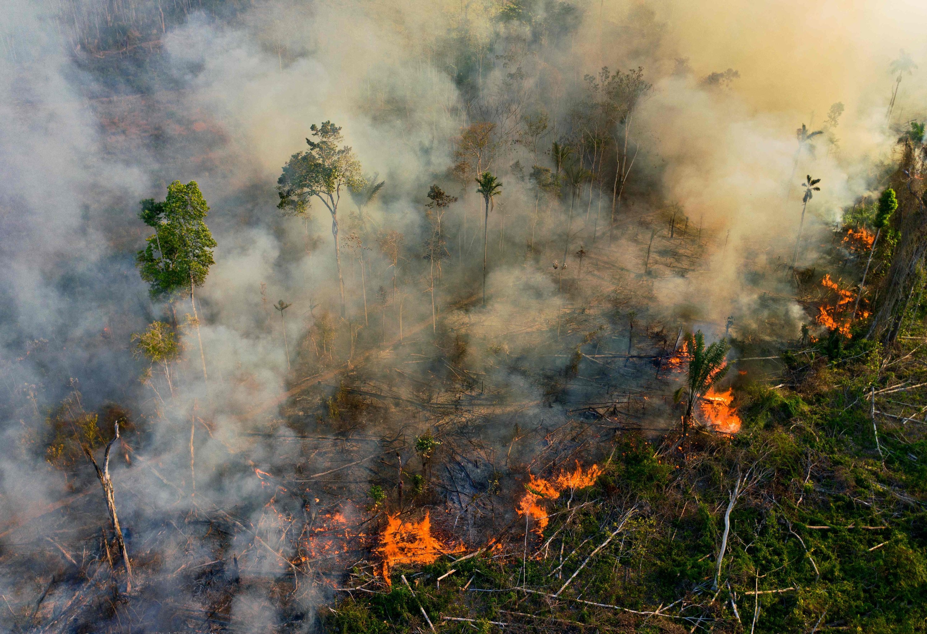 Hunting, deforestation, and fire threaten jaguars in the  Rainforest