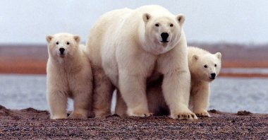A polar bear keeps close to her young along the Beaufort Sea coast in Arctic National Wildlife Refuge, Alaska, U.S., March 6, 2007. (Reuters File Photo)