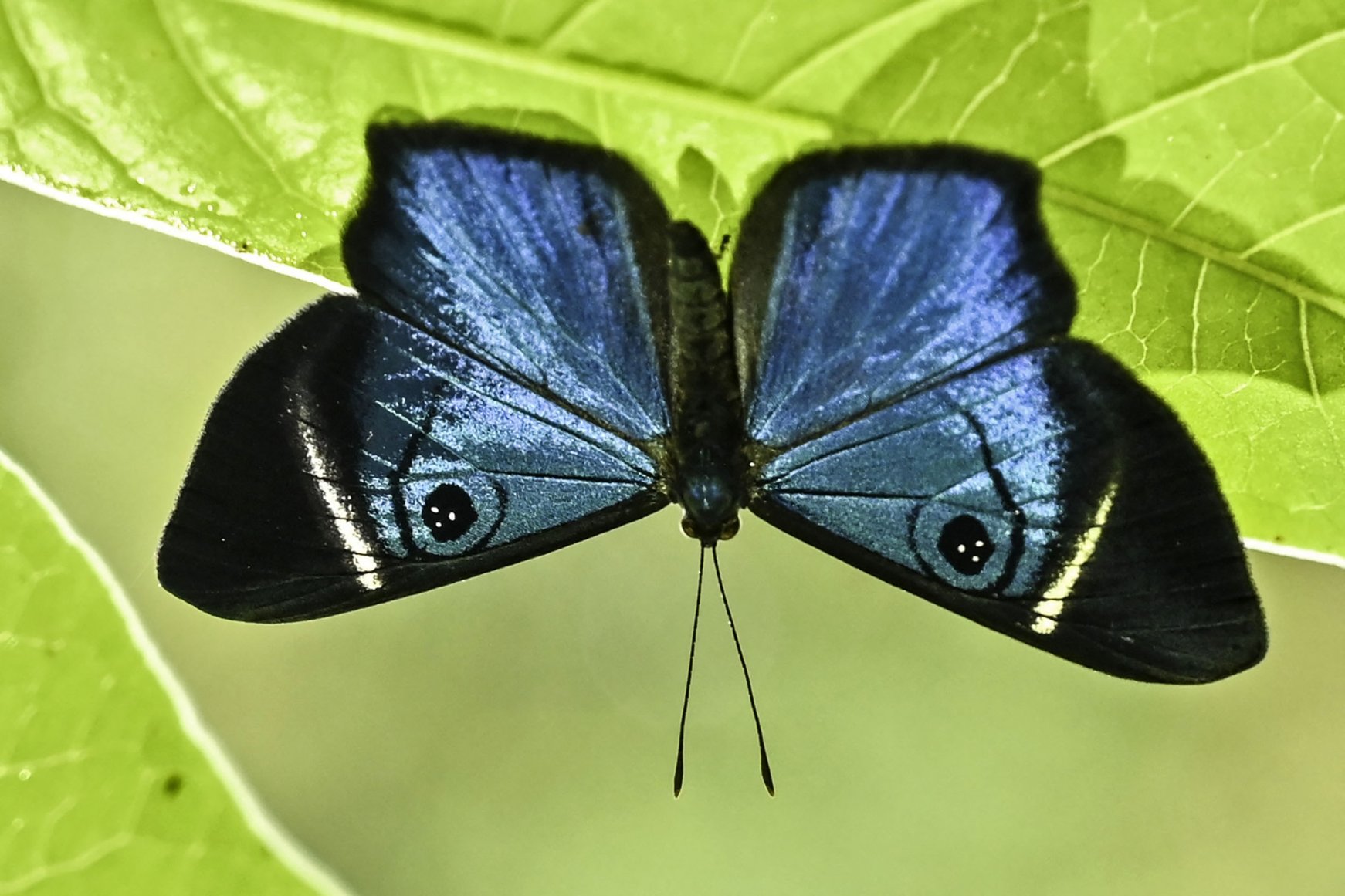 Photographer documents Colombia's incredible variety of butterflies ...