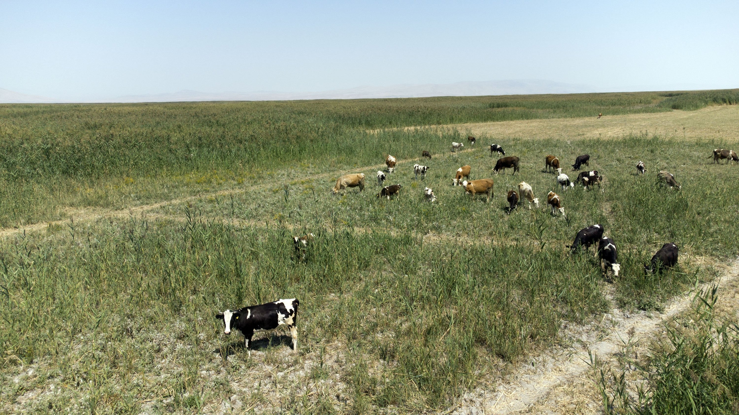 Cows graze on plants growing on the dried bed of Lake Akşehir in Konya, Turkey, Aug. 27, 2021. (DHA Photo)