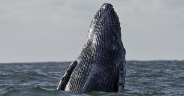A humpback whale breaks the surface of the Pacific Ocean at the Uramba Bahia Malaga Natural Park near Buenaventura, Valle del Cauca, Colombia on Aug. 26, 2021. (AFP Photo)