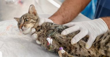 A cat survivor of the fire treated at a clinic, in Antalya, southern Turkey, Sept. 6, 2021. (AA PHOTO) 