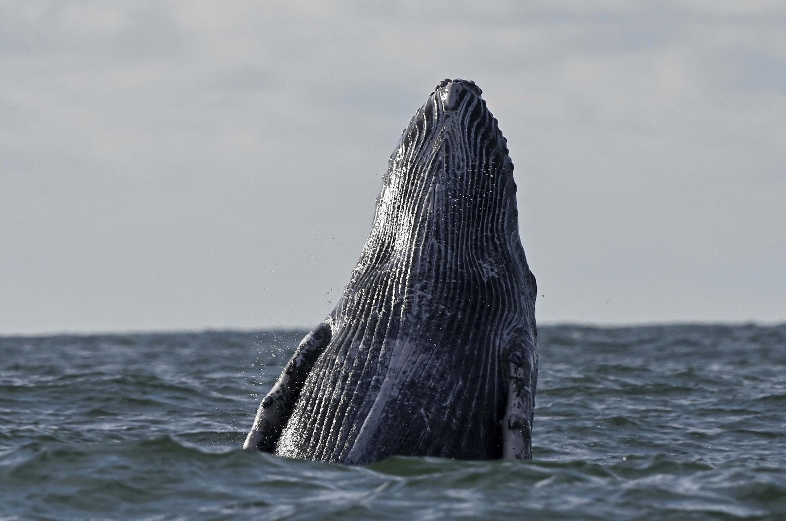 A humpback whale breaks the surface of the Pacific Ocean at the Uramba Bahia Malaga Natural Park near Buenaventura, Valle del Cauca, Colombia on Aug. 26, 2021. (AFP Photo)