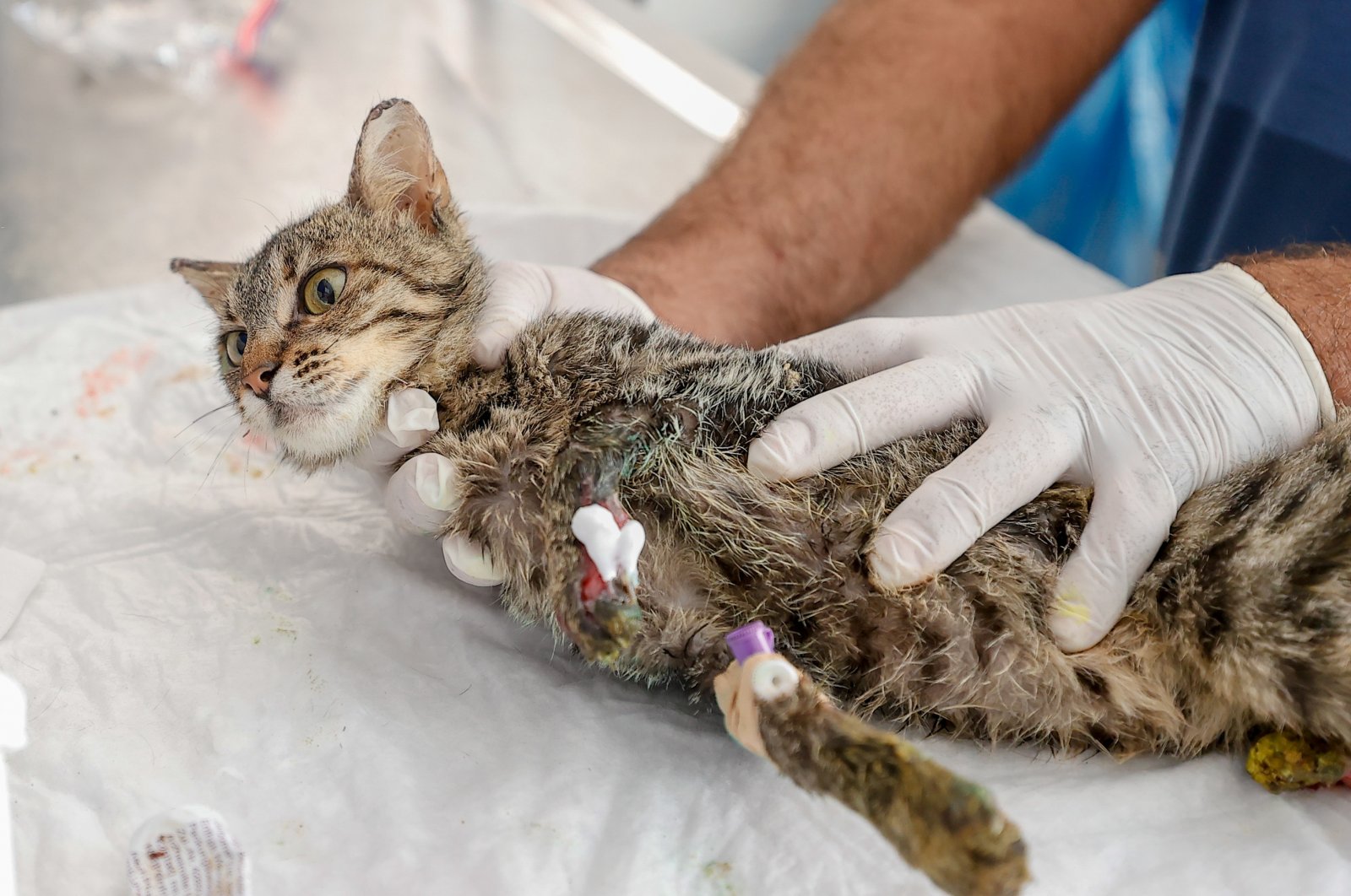 A cat survivor of the fire treated at a clinic, in Antalya, southern Turkey, Sept. 6, 2021. (AA PHOTO) 