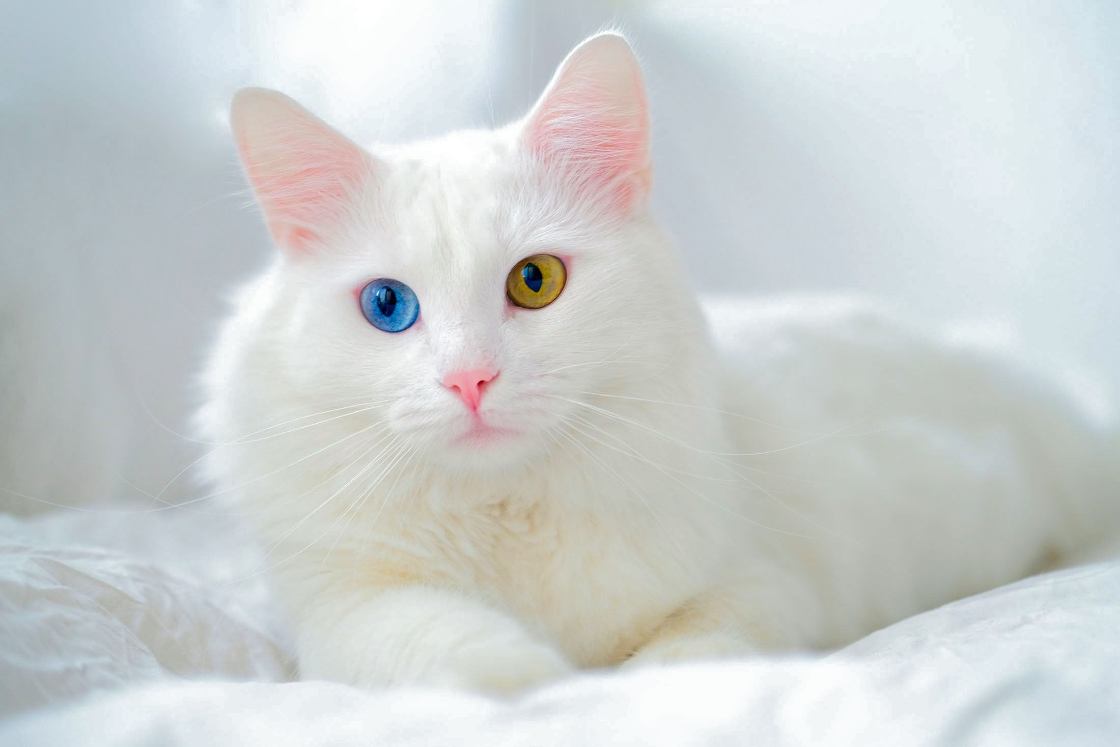 Turkish van