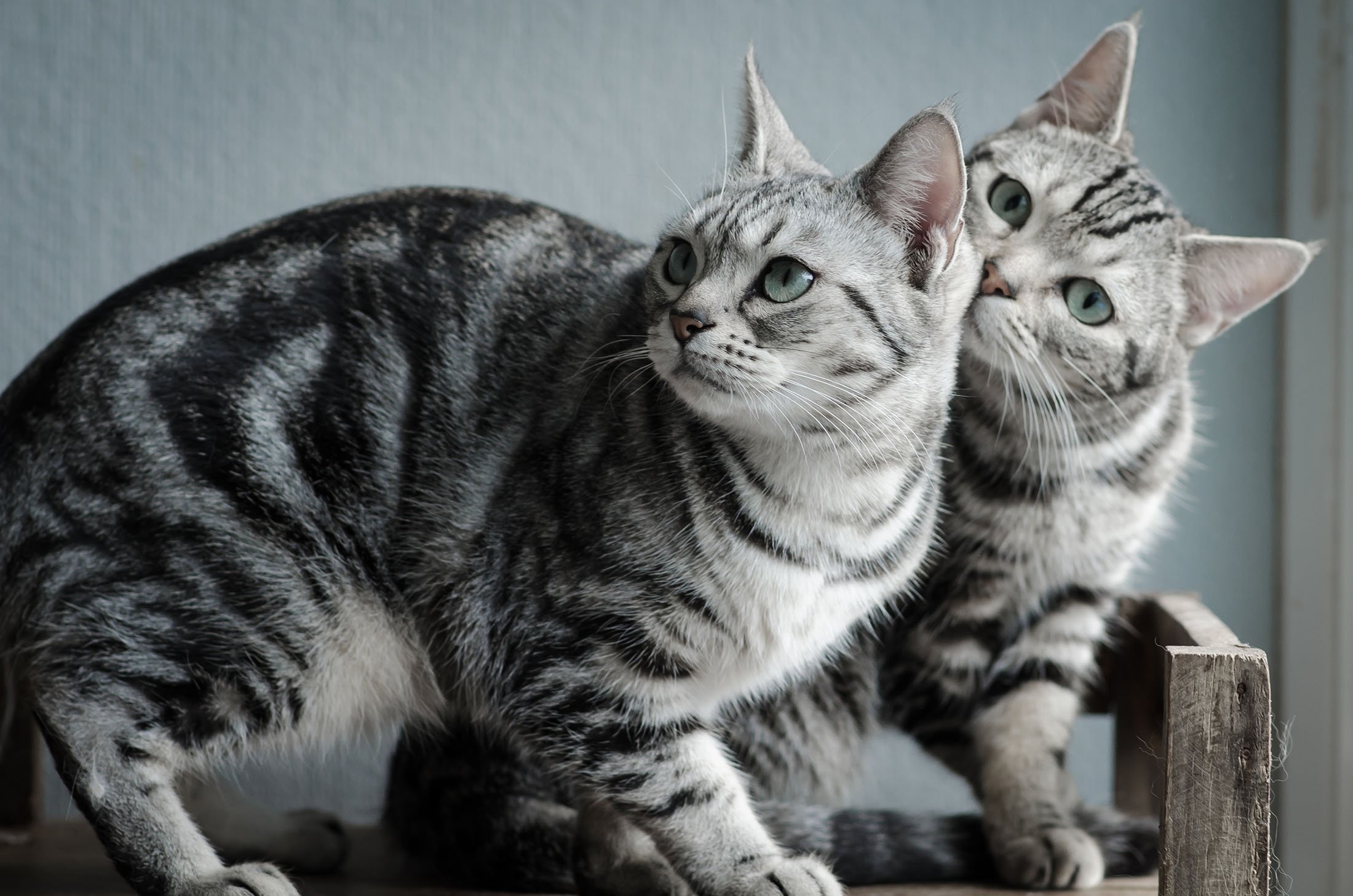 The Most Popular Cat Breeds in America