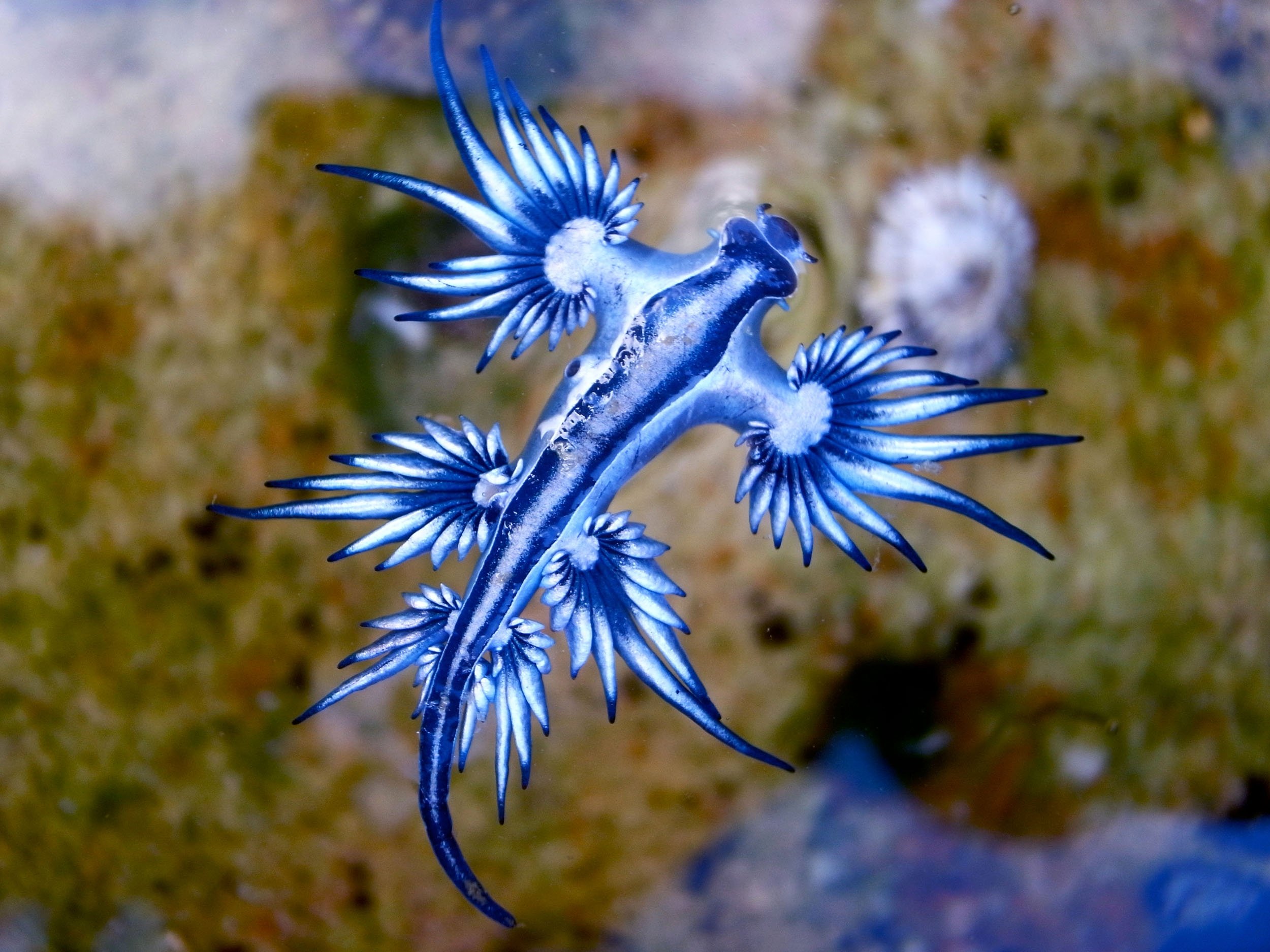 10 weird-looking sea creatures | Daily Sabah
