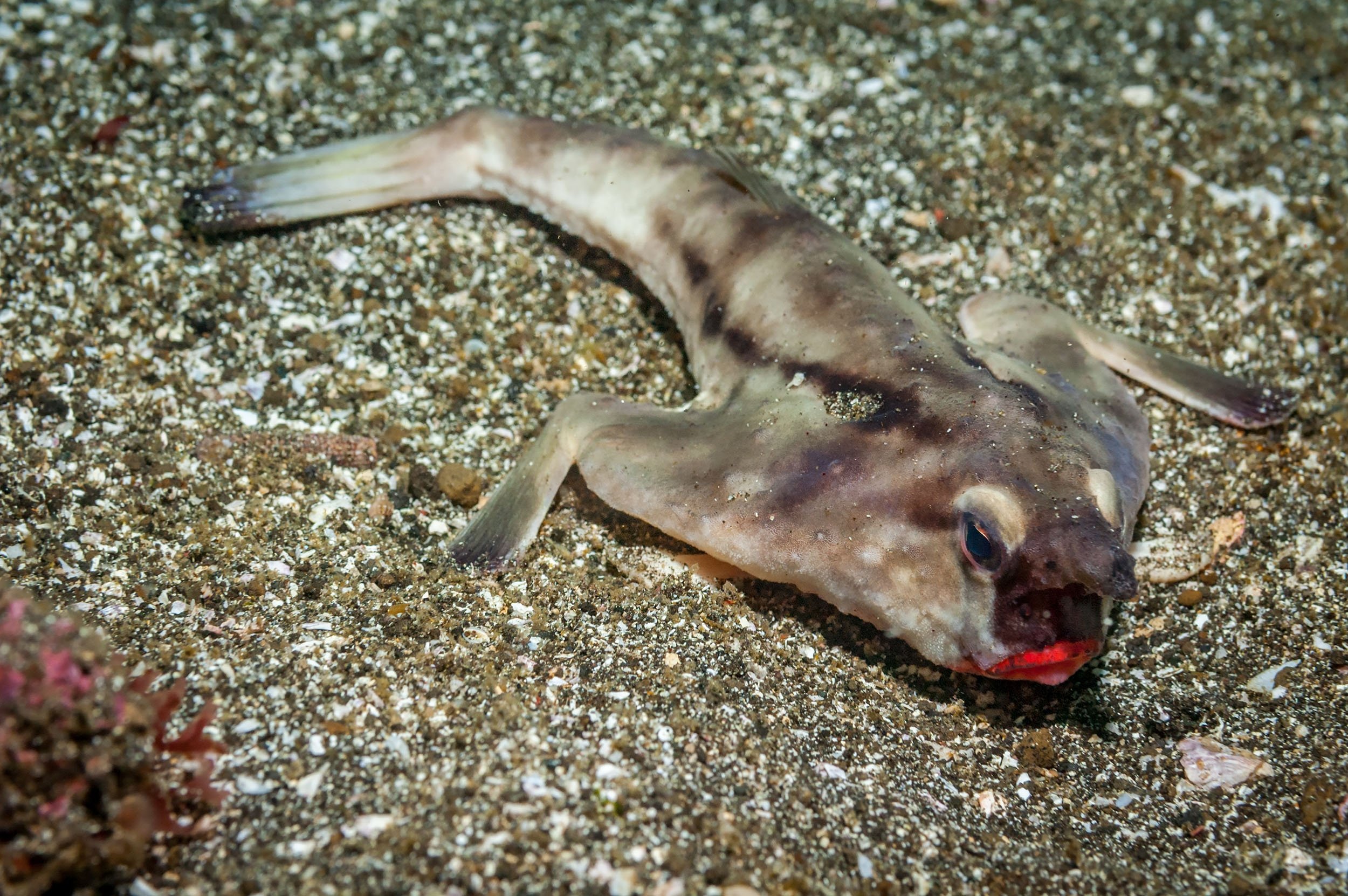 10 weird-looking sea creatures | Daily Sabah