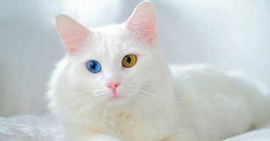 Turkish Van