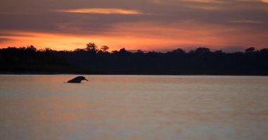 A pink river dolphin at dusk on the Amazon river. (Shutterstock Photo) 