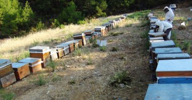 Beekeepers attend beehives in a forest in Muğla, southwestern Turkey, Sept. 7, 2021. (İHA PHOTO)