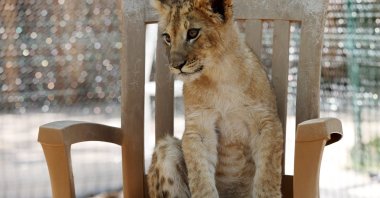 A lion cub sits on a chair at the "Lion Parkour" in the Gölbaşı district of Ankara, Turkey, Sept. 8, 2021. (AFP Photo)