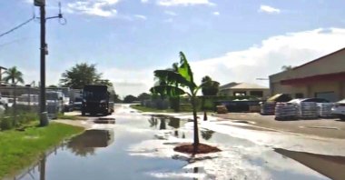 This screengrab taken from a Wink News report shows the banana tree planted in the pothole in Florida's Fort Myers, U.S., Sept. 7, 2021. (Screengrab/Wink News)