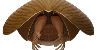 A reconstruction viewed from the front of the Cambrian Period arthropod Titanokorys gaines. (Reuters Photo)