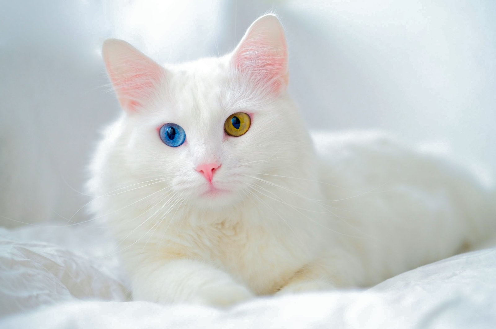 World's most popular cat breeds | Daily Sabah