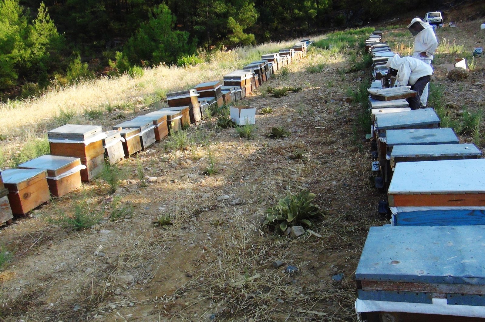 Beekeepers attend beehives in a forest in Muğla, southwestern Turkey, Sept. 7, 2021. (İHA PHOTO)