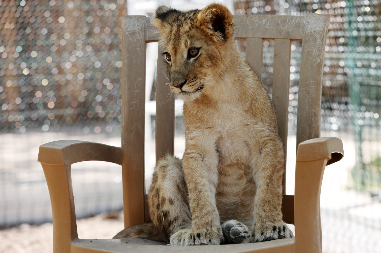 A lion cub sits on a chair at the "Lion Parkour" in the Gölbaşı district of Ankara, Turkey, Sept. 8, 2021. (AFP Photo)
