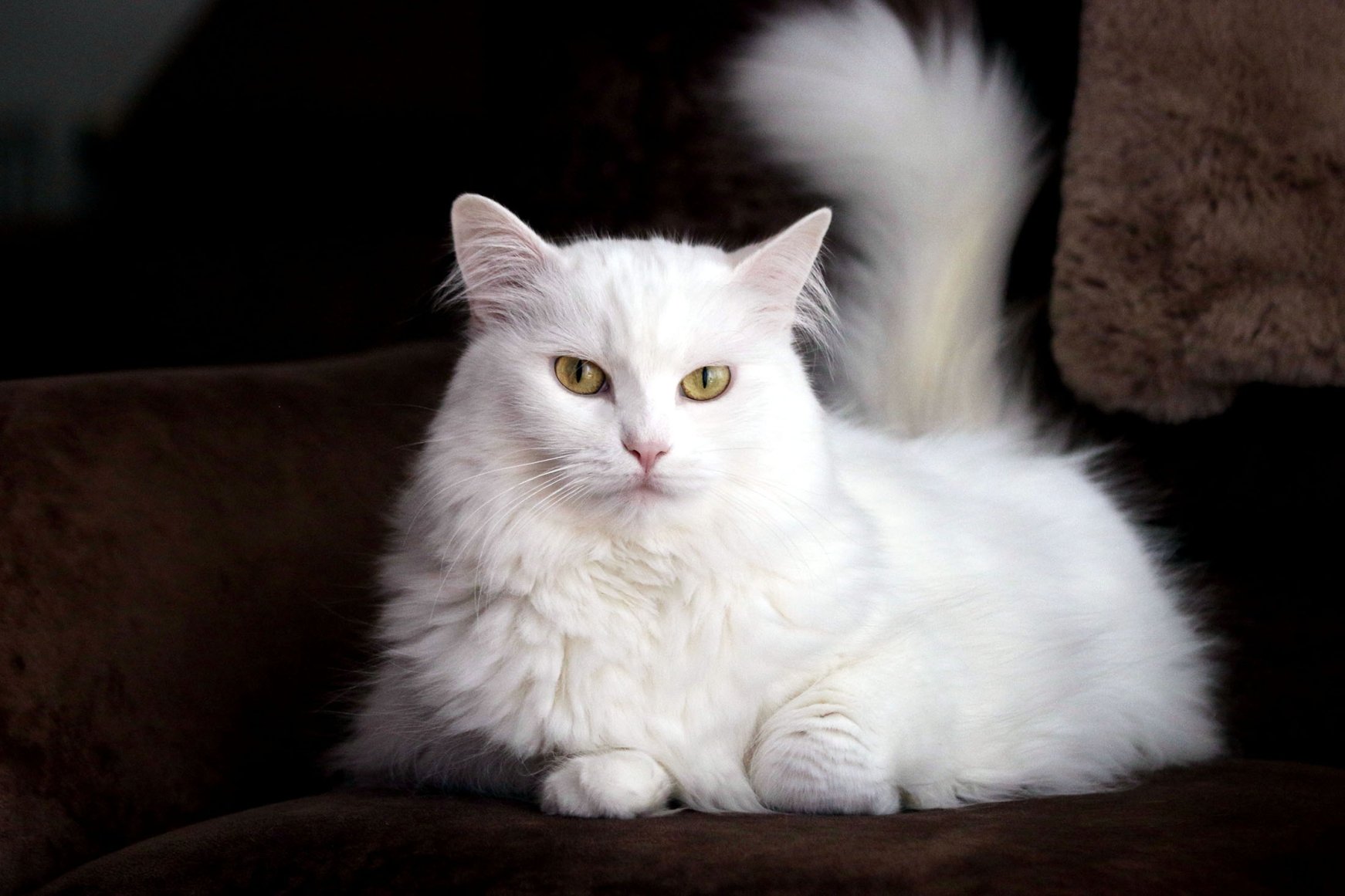 World's most popular cat breeds | Daily Sabah