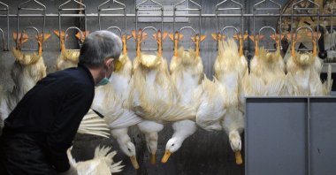 A masked staff member of a poultry market sorts out ducks in Taipei, Taiwan, April 26, 2013. (AFP Photo)
