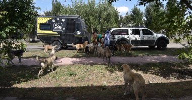 Dogs surround the trailer during food delivery, in Kars, eastern Turkey, Sept. 10, 2021. (AA PHOTO) 