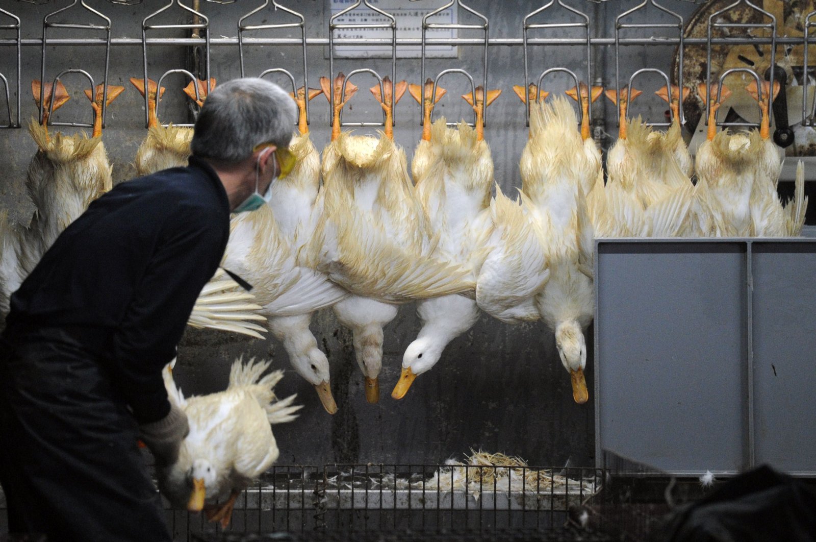 A masked staff member of a poultry market sorts out ducks in Taipei, Taiwan, April 26, 2013. (AFP Photo)