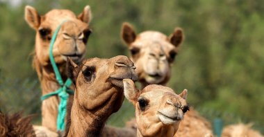 A view of cloned camel calves in a pen at the Reproductive Biotechnology Center in Dubai, UAE, June 4, 2021. (AFP Photo)