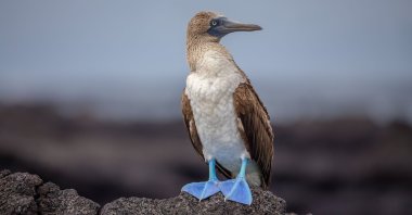 A blue-footed booby in Galapagos Islands, Ecuador. (Shutterstock Photo)