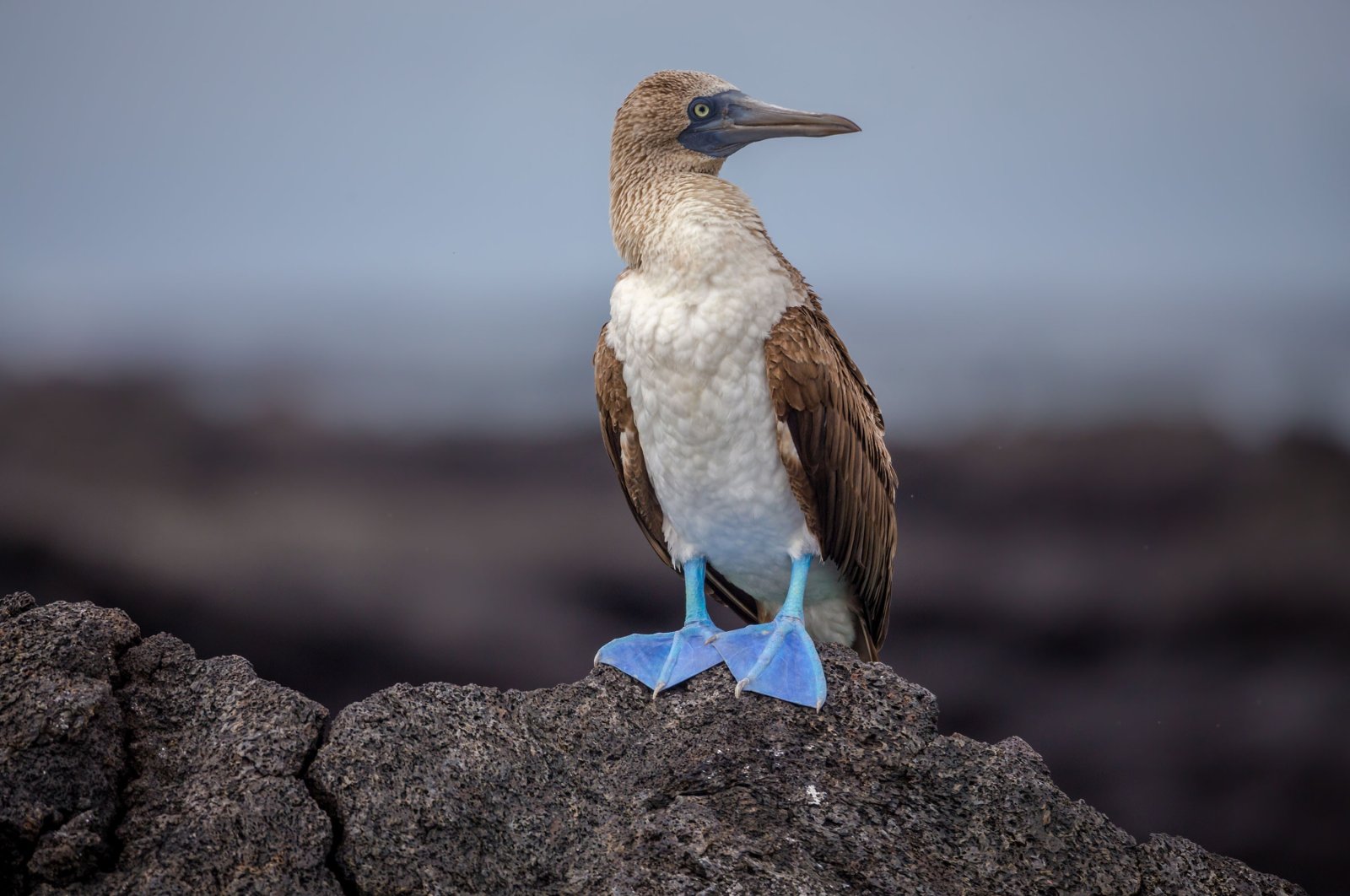 A blue-footed booby in Galapagos Islands, Ecuador. (Shutterstock Photo)