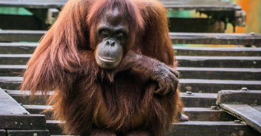 An orangutan rests on a step, in Sabah, Malaysia. (Shutterstock Photo)