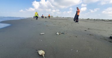 Workers clean the beach where bodies of crabs washed ashore, in Mersin, southern Turkey, Sept. 13, 2021. (AA PHOTO)
