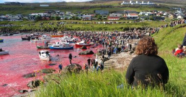 People participate in the traditional slaughter of white-sided dolphins and pilot whales, in Torshavn, Faroe Islands, July 23, 2010. (Shutterstock Photo)