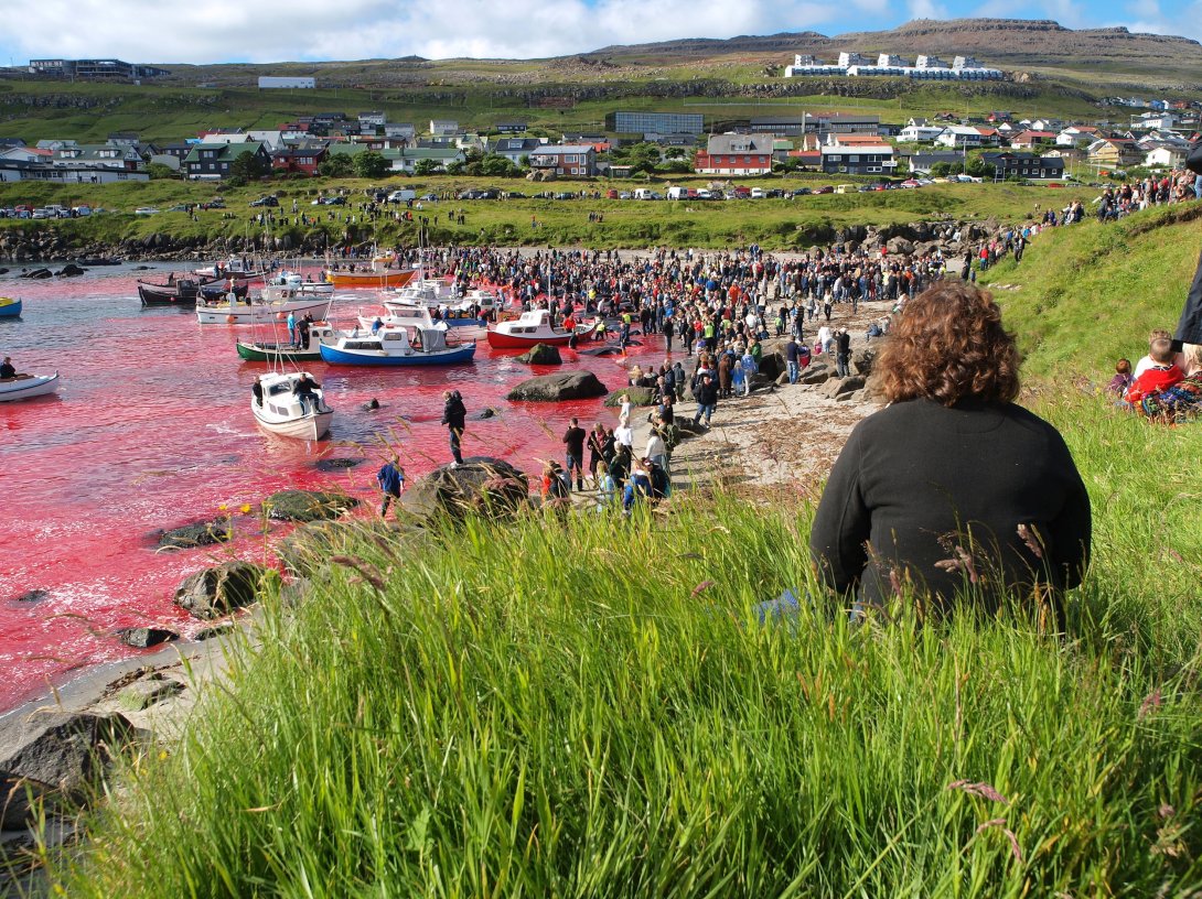 People participate in the traditional slaughter of white-sided dolphins and pilot whales, in Torshavn, Faroe Islands, July 23, 2010. (Shutterstock Photo)