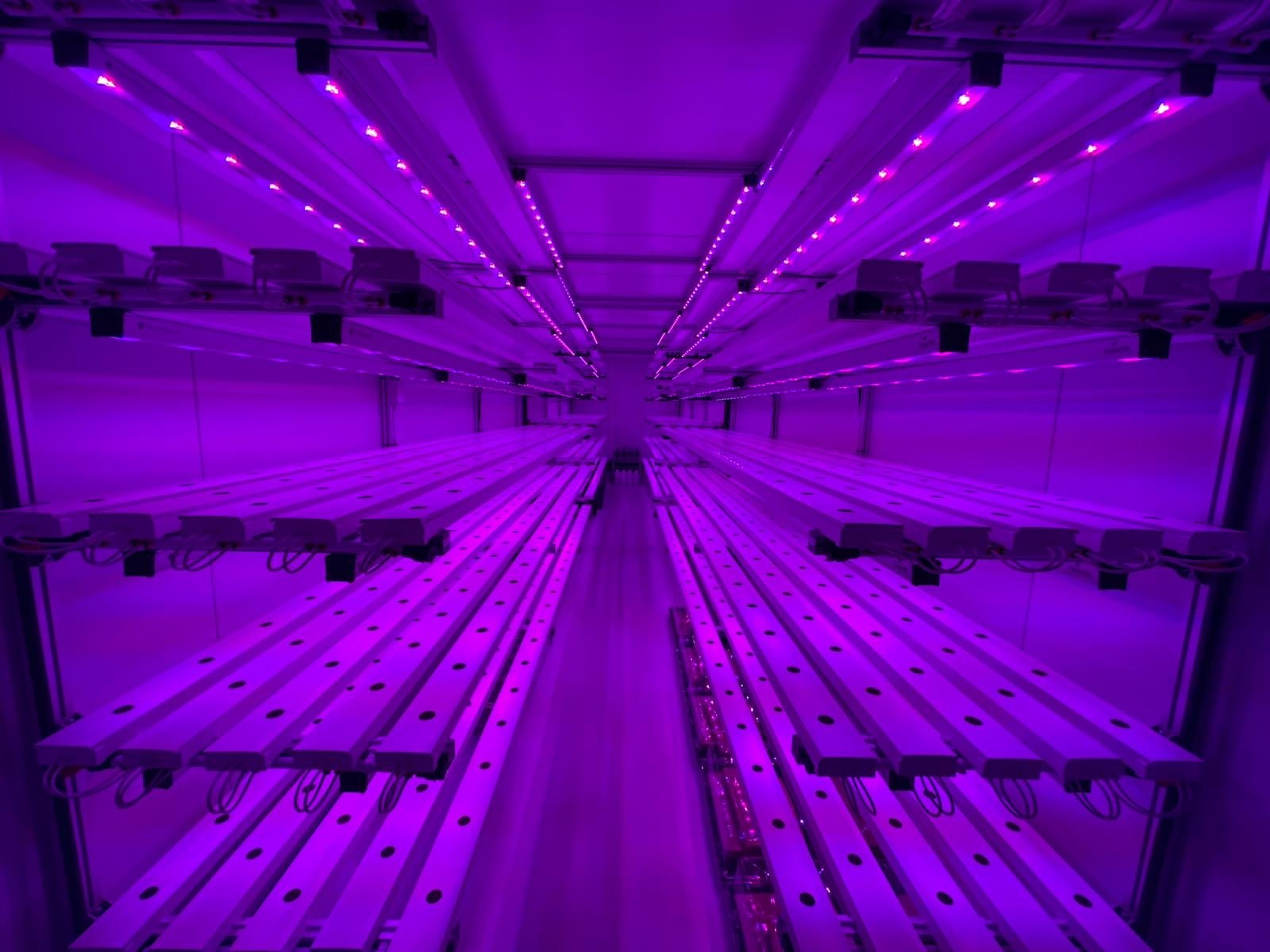 LED aydınlatmalı raf katmanları, CY Group'un mobil konteyner çiftliğinde görünür.