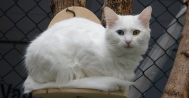A Van cat at a shelter for the breed, in Van, eastern Turkey, Sept. 15, 2021. (IHA Photo)