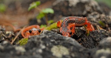 View of a Fazila's salamander endemic to Turkey, in Muğla, southwestern Turkey, Sept. 15, 2021. (AA PHOTO) 
