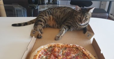 Environmentalist cat unimpressed with fast-food pizza covered in factory-farmed meat. (Photo courtesy of Daily Sabah’s Carl Holtman)