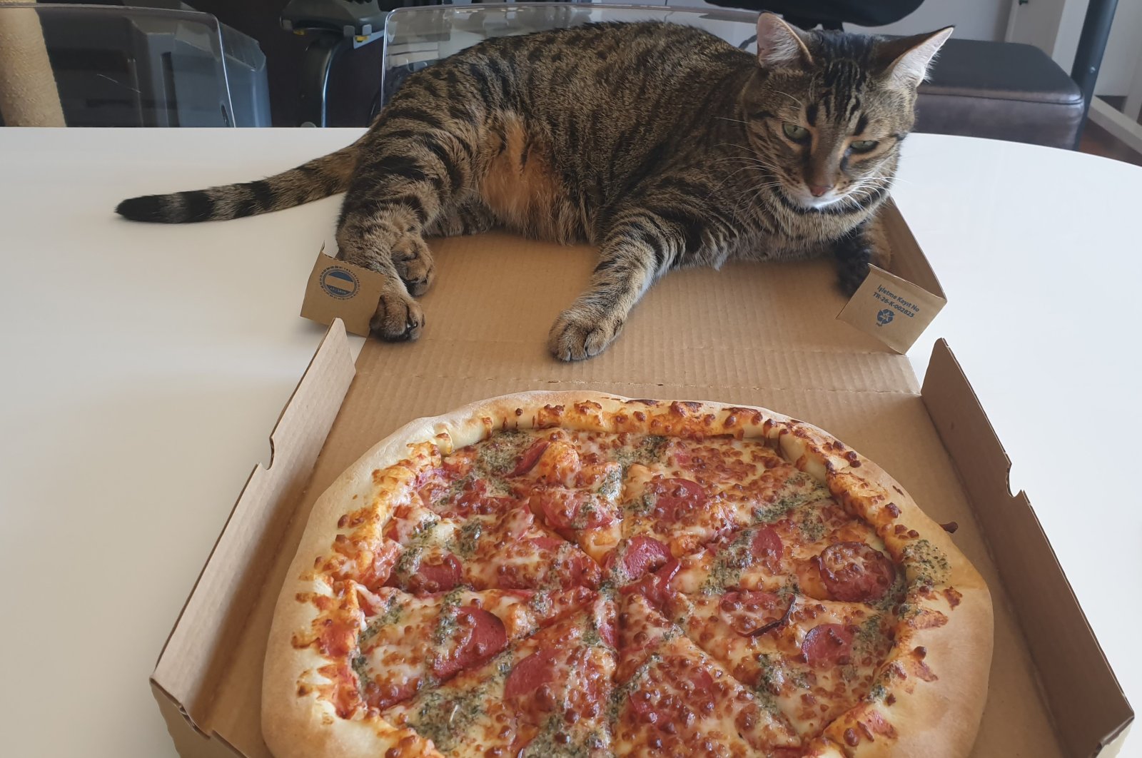 Environmentalist cat unimpressed with fast-food pizza covered in factory-farmed meat. (Photo courtesy of Daily Sabah’s Carl Holtman)