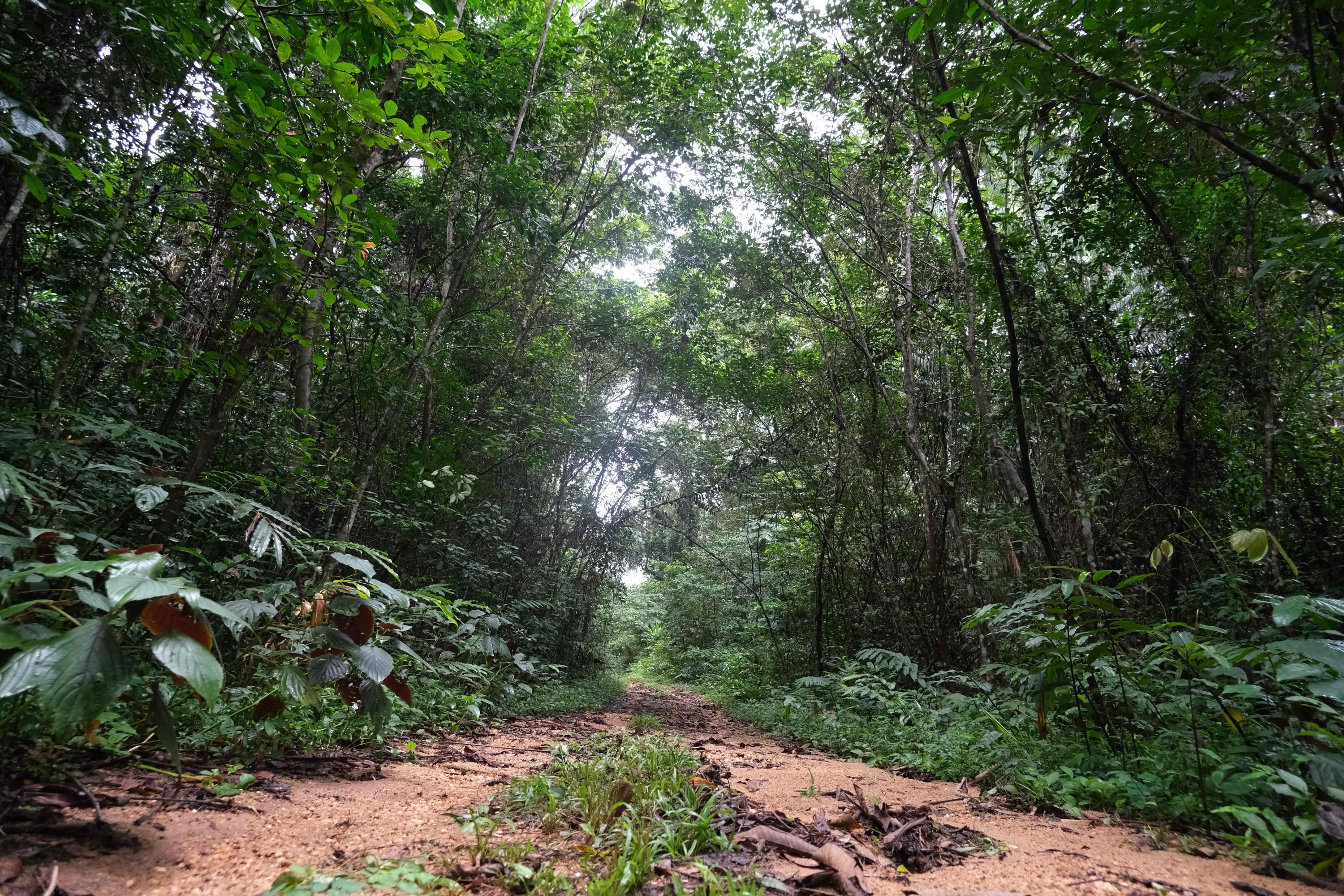 A general view of the Oban Biosphere Reserve, in Calabar, Cross River, Nigeria, where UNESCO chief Audrey Azoulay visited during a tour of the Reserve on Sept. 12, 2021. (AFP Photo)
