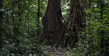 A general view of the Oban Biosphere Reserve, in Calabar, Cross River, Nigeria where UNESCO Chief Audrey Azoulay visited during a tour of the Reserve on Sept. 12, 2021. (AFP Photo)