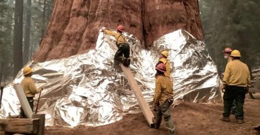 Firefighters wrap the base of the giant sequoia known as General Sherman with a fire-resistant blanket to protect it from the intense heat of approaching wildfires at Sequoia National Forest in California, U.S., Sept. 17, 2021. (National Park Service via AFP)